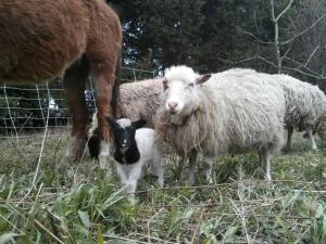 Sweet little ewe lamb with her mama, Violet.