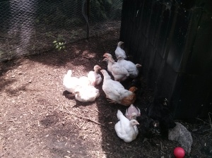 Some of our meat birds, resting behind the chicken coop. 