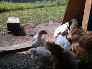 View from inside the coop, where the chickens have free access to certified organic feed and certified organic flax seed.